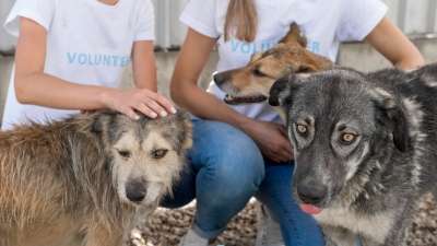  volunteers in pet shelter